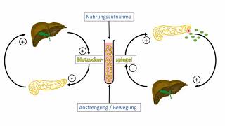 Regulation des Blutzuckerspiegels [upl. by Ahsirahc]