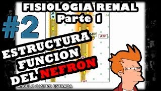 Video de Fisiologia  Fisiologia renal la nefrona y el riñon 2014 guyton [upl. by Pride]