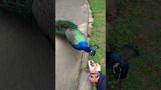 HOW TO FEED PEACOCK BY HAND shorts wildlife handfeeding beautiful pavo ytshorts fyp fypシ yt [upl. by Primavera502]