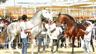 BEAUTIFUL INDIAN MARWARI HORSES  SARANGKHEDA 2018 [upl. by Vaclava]