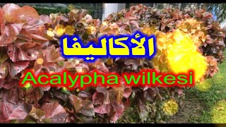 Acalypha wilkesiana شجيرة الأكاليفا [upl. by Thora]