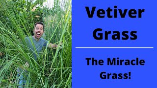 Vetiver Grass The Miracle Grass Why Arent You Growing This [upl. by Sine537]