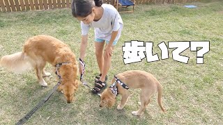 【ゴールデンレトリバー仔犬】初めてのデイキャンプでお姉ちゃん達と散歩の練習してみた [upl. by Nobell]