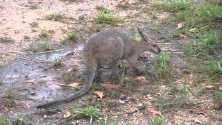 Wallaby [upl. by Ellehcal]