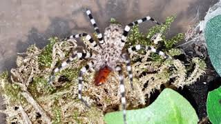 Viridasius sp sylvestris feeding  Zebrajagdspinne Fütterung [upl. by Nena]