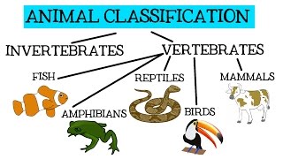 Animal Classification for Children Classifying Vertebrates and Invertebrates for Kids  FreeSchool [upl. by Idna]