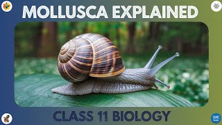 Characteristics of Mollusca  Class 11 Biology  NEET amp JEE Preparation [upl. by Candi674]