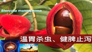 蘋婆 鳳眼果功效和好處。Health Benefits of Chinese Chesnut（ Sterculia monosperma） [upl. by Borek815]