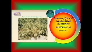 21 PATH 365 New Lec no 51 Diseases of gram and lentil and their Management [upl. by Aelat]