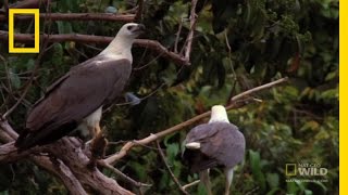 Eagle vs Eagle  National Geographic [upl. by Gaye840]