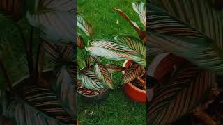 Calathea plant varieties [upl. by Dallman]