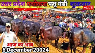 पचोकरा पशु मंडी फिरोजाबाद  pachokhara Pashu Mandi Firozabad  6122024  buffalo Mandi [upl. by Nerok]