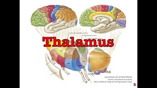 Free Anatomy Notes Thalamus Anatomy Shortcut MBBSBDS [upl. by Labana]