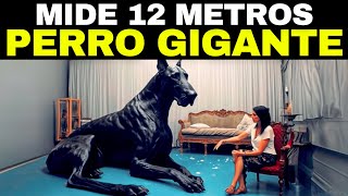 Las 15 Razas De Perro Más Grandes Del Mundo [upl. by Epp]