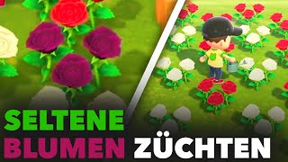 SELTENE Blumen züchten  Animal Crossing New Horizons Tutorial [upl. by Lorre]