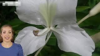 Discover the Benefits of White Ginger Lily Hedychium coronarium [upl. by Ardnwahsal]