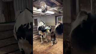 🔴  DAIRY COWS  HOLSTEIN Cattle ✅ Biggest Bulls And Cow [upl. by Cindra]