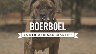 BOERBOEL A SOUTH AFRICAN MASTIFF TRAINED FOR CIVIL AGGRESSION [upl. by Ahsiekit139]