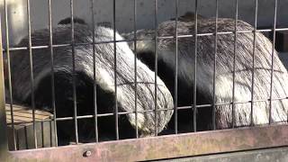 仲良しラーテル 東山動植物園 2017年11月19日 [upl. by Ardnaeel]