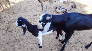 Goat Baby Sound Video  Cute Goat Sounds [upl. by Vaden]