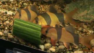 Large Clown Loaches for sale and eating Cucumber at Tyne Valley Aquatics [upl. by Oknuj757]