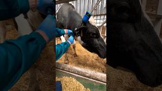 Adrenaline injection cows veterinary [upl. by Macnamara]