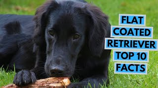 Flat Coated Retriever  TOP 10 Interesting Facts [upl. by Partridge]