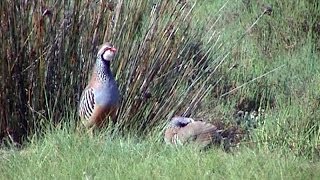 Perdrix rouge Alectoris rufa Redlegged Partridge [upl. by Notsur]