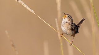 July Birding Mostly Sedge Wrens at Pheasant Branch Conservancy Wisconsin [upl. by Joon]