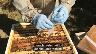 Apivar  How to use the amitrazbased varroa treatment [upl. by Donia]