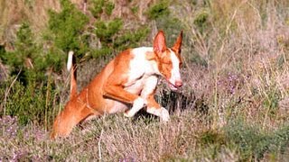 Podenco Ibicenco enseñar a cazar al perro [upl. by Kered]