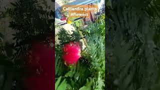 Calliandra plants beautiful flowers 💐 flowers plants shorts trending calliandra gardenplants [upl. by Lourdes]