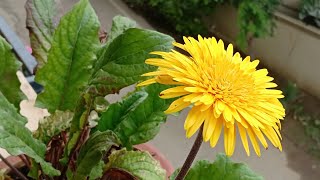 How to collect good viable Gerbera Daisy seeds [upl. by Carmel]