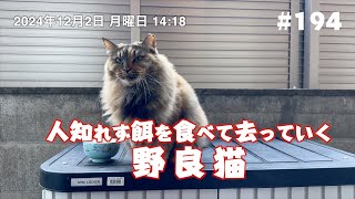 人知れず餌を食べて去っていく野良猫 194 [upl. by Inafets394]