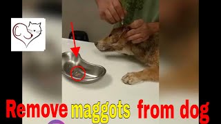 Remove maggots from dog [upl. by Alaehs]