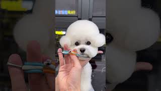 이론상쉬워보이는 애견미용 cutedog bichonfrise [upl. by Aran]