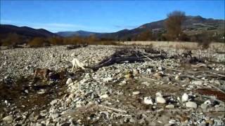 Beccaccia Spinone Italiano 6 [upl. by Greg381]