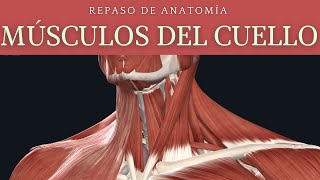 REPASO DE MÚSCULOS DEL CUELLO [upl. by Teerprah393]