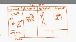 totipotent vs pluripotent vs multipotent vs unipotent [upl. by Nylirem]