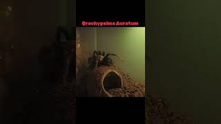 Brachypelma Auratum spider tarantula brachypelma bigspider follow followforfollowback [upl. by Esra]