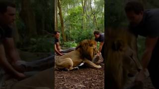 The lion got into trouble due to the pythons grip [upl. by Candice]