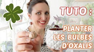 🍀 TUTO  COMMENT PLANTER DES BULBES DOXALIS 🪴 [upl. by Staffan371]