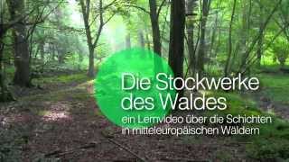 Die Stockwerke des Waldes  Einleitung [upl. by Mandi]