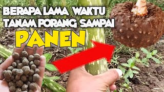 Berapa Waktu Tanam Porang Sampai Panen [upl. by Spillihp]