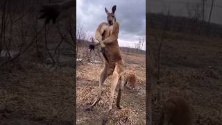 Kangaroo  The Buff Marsupial animals youtubeshorts wildlife [upl. by Silvia]