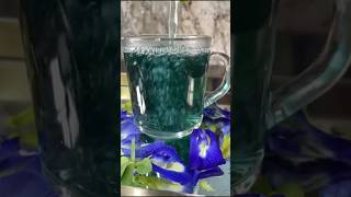 Aparitha Tea  Shankupula tea Health Benefits of butterfly pea Natures Gifted flower bluetea [upl. by Nelyt]