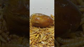 10 000 Mealworms vs Dates [upl. by Navanod664]