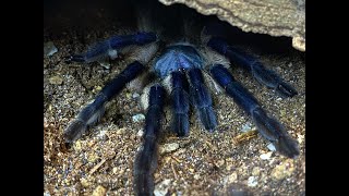 Monocentropus balfouri  collecting the babies after hatch [upl. by Matthiew391]