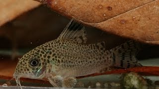 Corydoras punctatus im Iracobou [upl. by Aran]