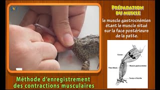 Méthode denregistrement des contractions musculaires [upl. by Kenley]